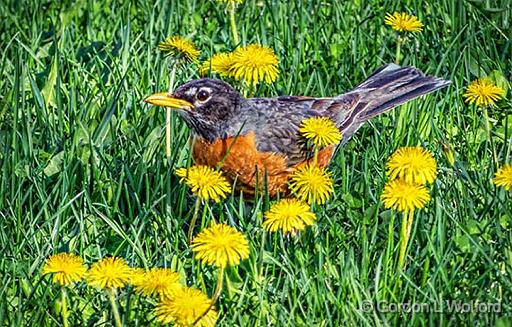 A Red Red Robin Bob Bob Bobbin' Along_P1110740.jpg - American Robin (Turdus migratorius) photographed at Smiths Falls, Ontario, Canada.